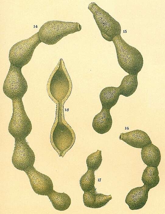 Image of Hormosinella carpenteri (Brady 1881)