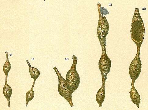 Image of Hormosinella distans (Brady 1881)