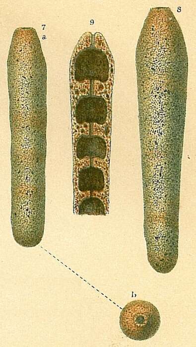 Image of Loeblichopsis cylindrica (Brady 1884)