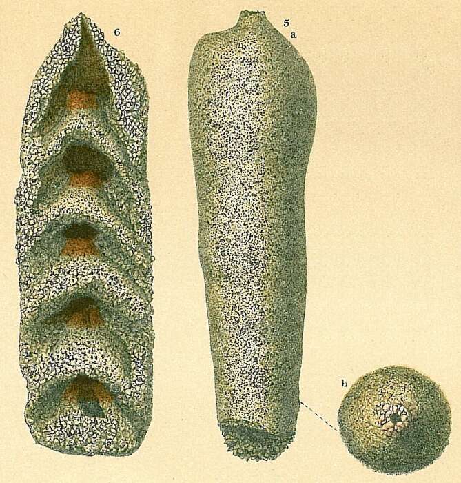 Image of Hormosinidae