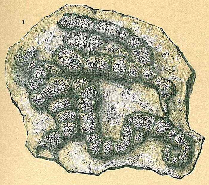 Placopsilina bradyi Cushman & McCulloch 1939的圖片