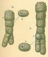 Image of Protoschista findens (Parker 1870)