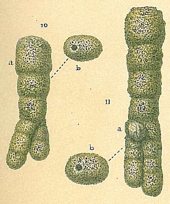 Image of Protoschista findens (Parker 1870)