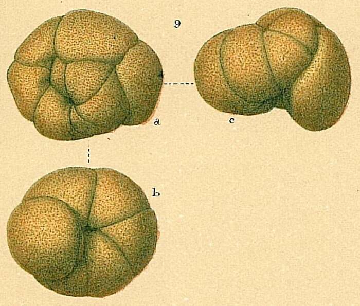 Image of Recurvoides turbinatus (Brady 1881)