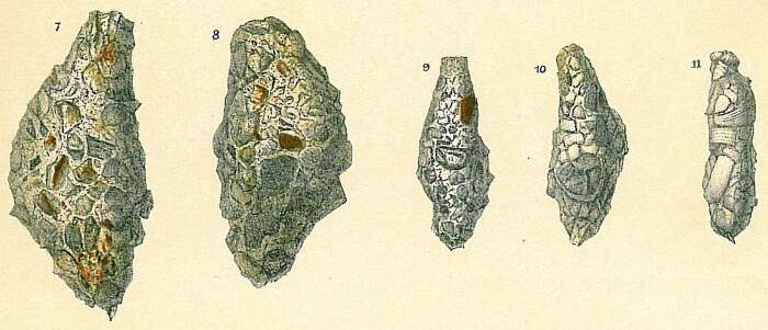 Image of Reophax fusiformis (Williamson 1858)