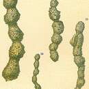 Image of Subreophax aduncus (Brady 1882)