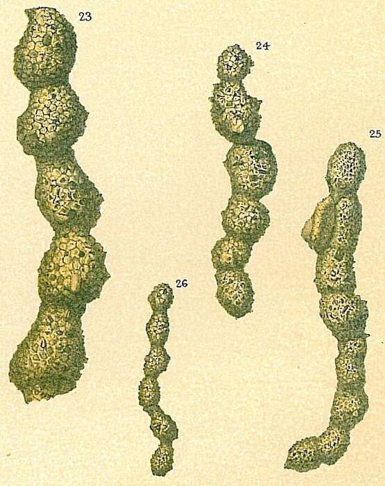 Image of Subreophax aduncus (Brady 1882)