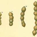 Image of Subreophax monile (Brady 1881)