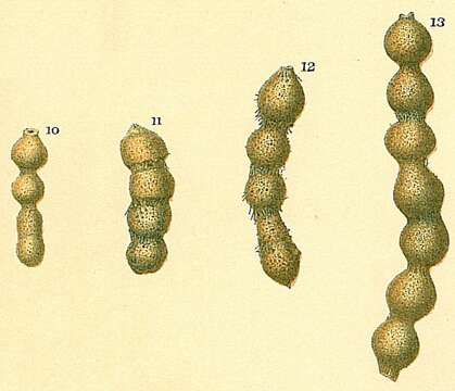 Image of Subreophax monile (Brady 1881)