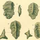 Image de Triplasia variabilis (Brady 1884)