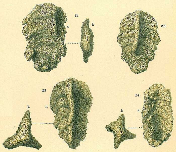 Image of Triplasia variabilis (Brady 1884)