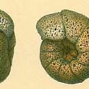 Image of Veleroninoides scitulus (Brady 1881)