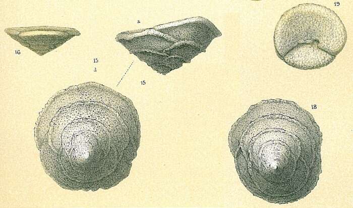 Imagem de Sahulia barkeri (Hofker 1978)