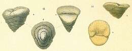 Image de Sahulia conica (d'Orbigny 1839)