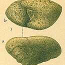 Imagem de Sahulia conica (d'Orbigny 1839)