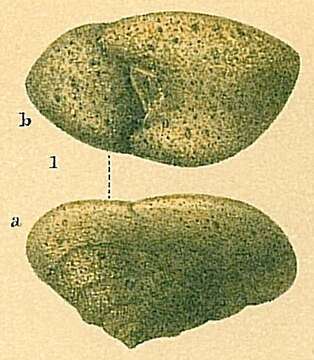 صورة Sahulia conica (d'Orbigny 1839)