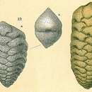 Image of Septotextularia rugosa Cheng & Zheng 1978