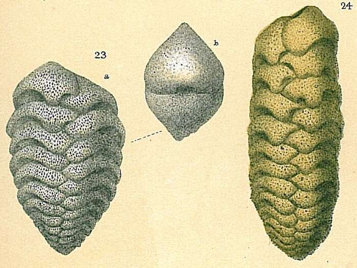 Image of Septotextularia rugosa Cheng & Zheng 1978