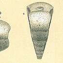 Image of Siphotextularia concava (Karrer 1868)