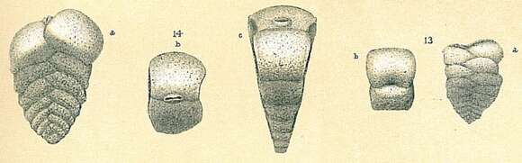 صورة Siphotextularia concava (Karrer 1868)