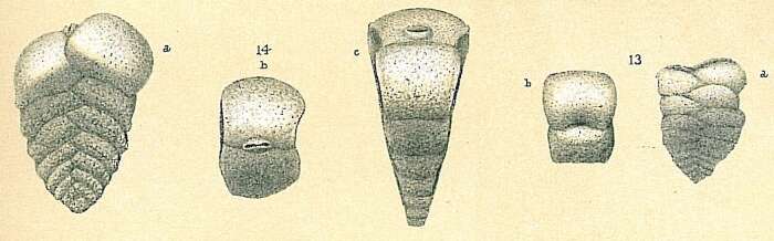 Image de Siphotextularia concava (Karrer 1868)