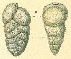 Image of Siphotextularia rolshauseni Phleger & Parker 1951