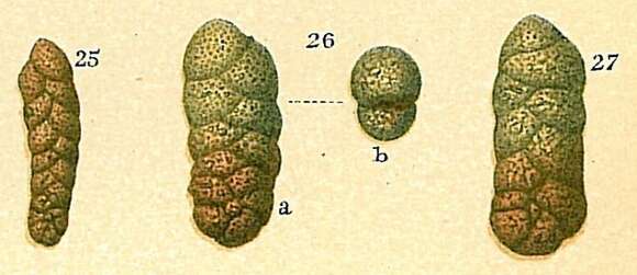 Image of Spiroplectammina carteri Hayward 2010