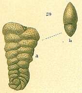 Image of Spiroplectammina Cushman 1927