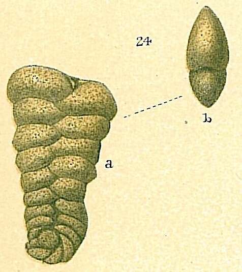 Image of Spiroplectammina Cushman 1927