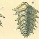 Image of Spirorutilus carinatus (d'Orbigny 1846)