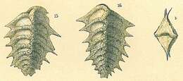 Image of Spirorutilus carinatus (d'Orbigny 1846)