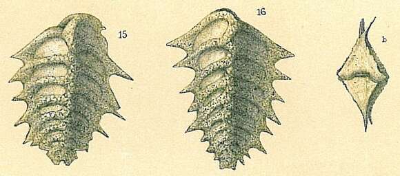 Image of Spirorutilus carinatus (d'Orbigny 1846)