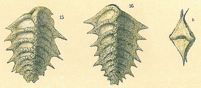 Image of Spirorutilus carinatus (d'Orbigny 1846)