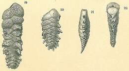 Image of Spirotextularia fistulosa (Brady 1884)