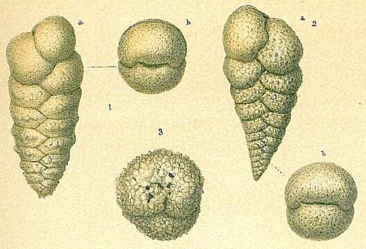 Textularia agglutinans d'Orbigny 1839 resmi