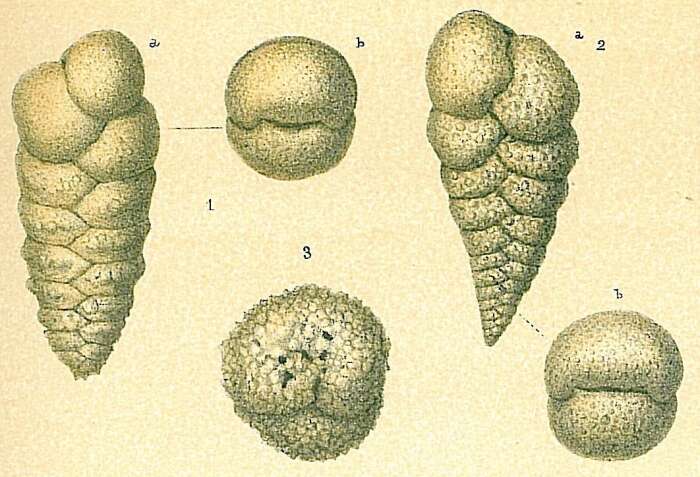 Image of Textularia agglutinans d'Orbigny 1839