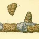 Image of Textularia hystrix Jones 1994