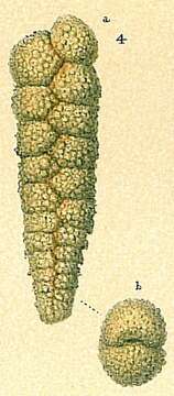 Image of Textularia porrecta Brady 1884