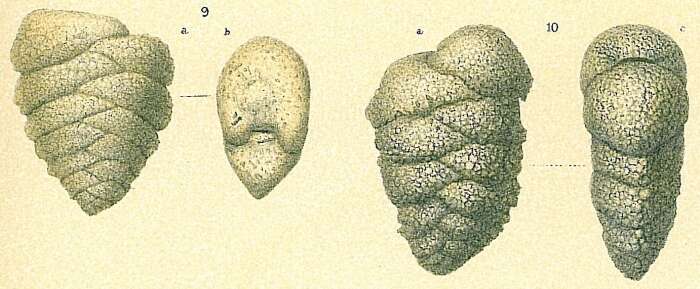Image of Textularia pseudogramen Chapman & Parr 1937