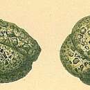 Image of Adercotryma glomeratum (Brady 1878)