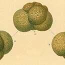 Image of Paratrochammina challengeri Brönnimann & Whittaker 1988