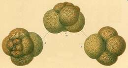 Image of Paratrochammina challengeri Brönnimann & Whittaker 1988