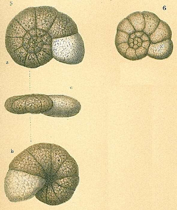 Image of Polystomammina Seiglie 1965