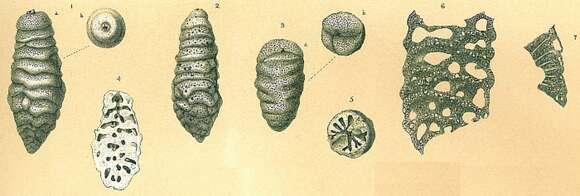 Image of Tritaxilina caperata (Brady 1881)