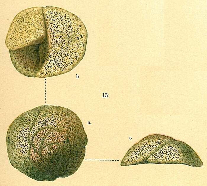 Image of Tritaxis fusca (Williamson 1858)