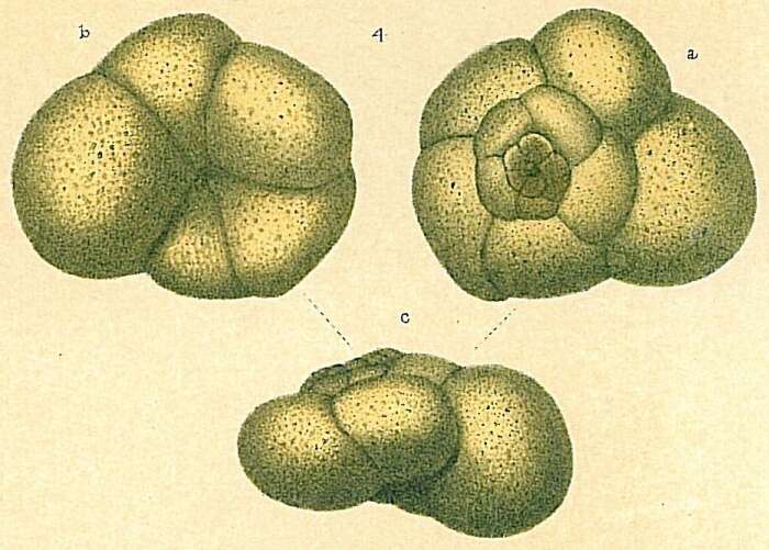 Image of Trochammina inflata (Montagu 1808)