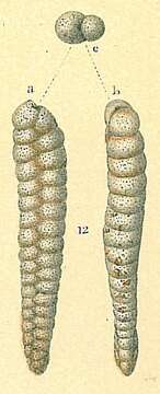 Image of Dorothia pseudofiliformis (Cushman 1911)