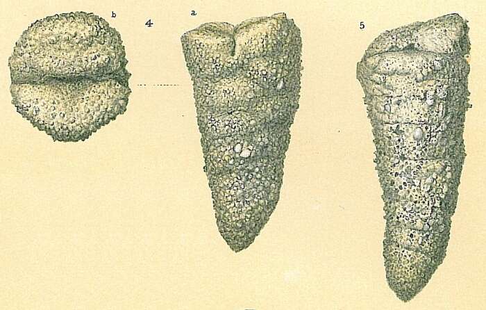 Слика од Dorothia pseudoturris (Cushman 1922)