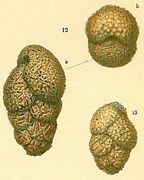 Image of Dorothia scabra (Brady 1884)