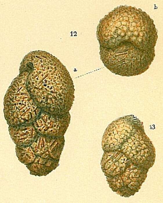 Слика од Dorothia scabra (Brady 1884)